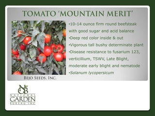 •10-14 ounce firm round beefsteak
with good sugar and acid balance
•Deep red color inside & out
•Vigorous tall bushy determinate plant
•Disease resistance to fusarium 123,
verticillium, TSWV, Late Blight,

moderate early blight and nematode
•Solanum lycopersicum

 