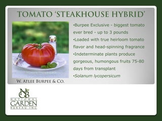 •Burpee Exclusive - biggest tomato
ever bred - up to 3 pounds
•Loaded with true heirloom tomato
flavor and head-spinning fragrance
•Indeterminate plants produce
gorgeous, humongous fruits 75-80

days from transplant
•Solanum lycopersicum

 