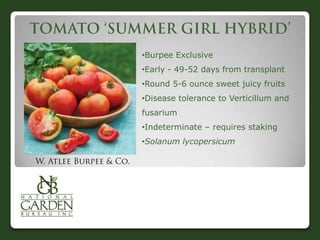 •Burpee Exclusive
•Early - 49-52 days from transplant

•Round 5-6 ounce sweet juicy fruits
•Disease tolerance to Verticillum and
fusarium
•Indeterminate – requires staking

•Solanum lycopersicum

 