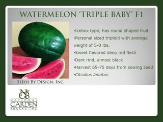 •Icebox type, has round shaped fruit
•Personal sized triploid with average
weight of 5-8 lbs.
•Sweet flavored deep red flesh
•Dark rind, almost black
•Harvest 65-75 days from sowing seed
•Citrullus lanatus

 
