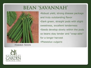 •Robust yield, strong disease package
and truly outstanding flavor
•Dark green, straight pods with slight
sweetness, excellent tenderness
•Seeds develop slowly within the pods
so beans stay tender and “snap-able”
for a longer harvest
•Phaseolus vulgaris

 