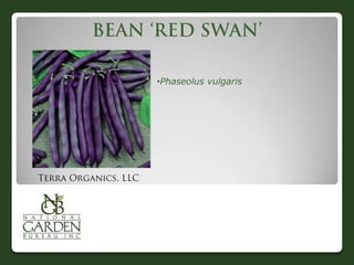 •Phaseolus vulgaris

 