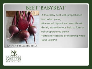 •A true baby beet well-proportioned
even when young
•Nice round taproot and smooth skin
•Small, attractive tops help to form a
well-proportioned bunch
•Perfect for cooking or steaming whole

•Beta vulgaris

 