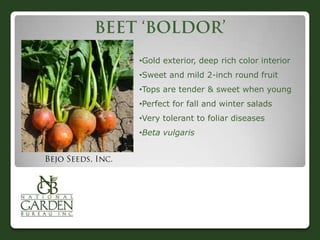 •Gold exterior, deep rich color interior
•Sweet and mild 2-inch round fruit

•Tops are tender & sweet when young
•Perfect for fall and winter salads
•Very tolerant to foliar diseases
•Beta vulgaris

 