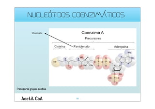 NUCLEÓTIDOS COENZIMÁTICOS

Vitamina B5

Transporta grupos acetilo

Acetil CoA

10

 