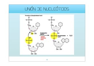 UNIÓN DE NUCLEÓTIDOS

12

 