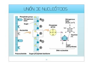 UNIÓN DE NUCLEÓTIDOS

13

 