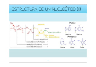 ESTRUCTURA DE UN NUCLEÓTIDO (II)

3

 