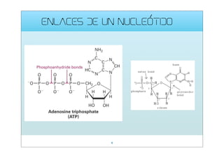 ENLACES DE UN NUCLEÓTIDO

4

 