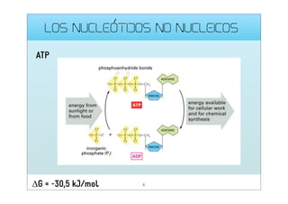 LOS NUCLEÓTIDOS NO NUCLEICOS
ATP

G = -30,5 kJ/mol

6

 
