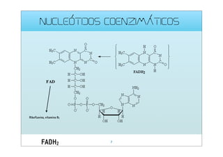 NUCLEÓTIDOS COENZIMÁTICOS

Riboflavina, vitamina B2

FADH2

7

 