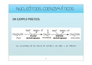 NUCLEÓTIDOS COENZIMÁTICOS
UN EJEMPLO PRÁCTICO:

Los compuestos de dos átomos de carbono, ¿se oxidan o se reducen?

9

 