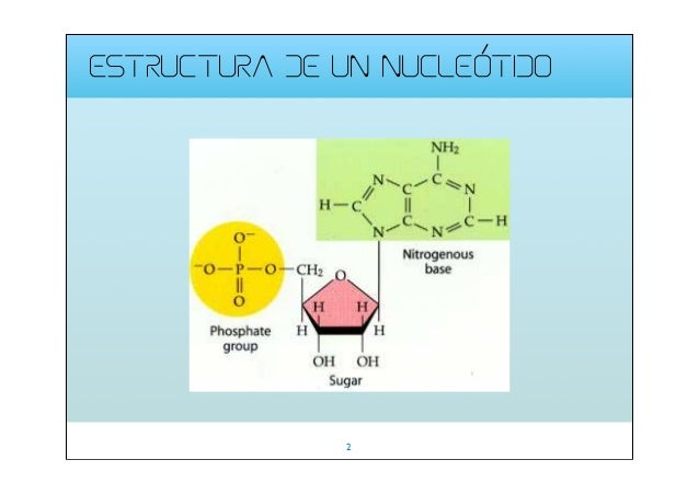 2014 nucleotidos
