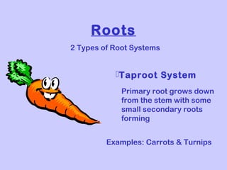 The Root Grows First CLASS V EVS | PPT