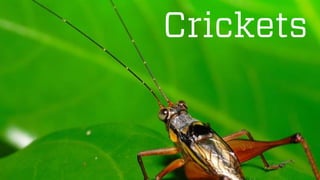 @wilreynolds 
Crickets  