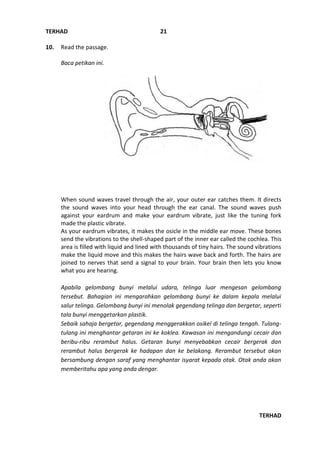 TERHAD
TERHAD
21
10. Read the passage.
Baca petikan ini.
When sound waves travel through the air, your outer ear catches them. It directs
the sound waves into your head through the ear canal. The sound waves push
against your eardrum and make your eardrum vibrate, just like the tuning fork
made the plastic vibrate.
As your eardrum vibrates, it makes the osicle in the middle ear move. These bones
send the vibrations to the shell-shaped part of the inner ear called the cochlea. This
area is filled with liquid and lined with thousands of tiny hairs. The sound vibrations
make the liquid move and this makes the hairs wave back and forth. The hairs are
joined to nerves that send a signal to your brain. Your brain then lets you know
what you are hearing.
Apabila gelombang bunyi melalui udara, telinga luar mengesan gelombang
tersebut. Bahagian ini mengarahkan gelombang bunyi ke dalam kepala melalui
salur telinga. Gelombang bunyi ini menolak gegendang telinga dan bergetar, seperti
tala bunyi menggetarkan plastik.
Sebaik sahaja bergetar, gegendang menggerakkan osikel di telinga tengah. Tulang-
tulang ini menghantar getaran ini ke koklea. Kawasan ini mengandungi cecair dan
beribu-ribu rerambut halus. Getaran bunyi menyebabkan cecair bergerak dan
rerambut halus bergerak ke hadapan dan ke belakang. Rerambut tersebut akan
bersambung dengan saraf yang menghantar isyarat kepada otak. Otak anda akan
memberitahu apa yang anda dengar.
 
