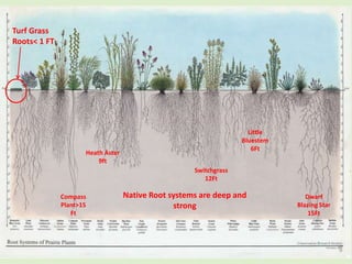 Raingarden Education | PPTX