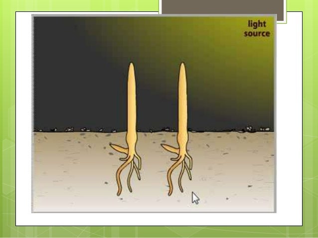 300 biology responses to the environment response to environment