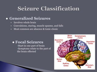  Generalized Seizures
 Involves whole brain
 Convulsions, staring, muscle spasms, and falls
 Most common are absence & tonic-clonic
 Focal Seizures
•Start in one part of brain
•Symptoms relate to the part of
the brain effected
 