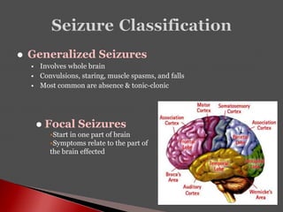  Generalized Seizures
 Involves whole brain
 Convulsions, staring, muscle spasms, and falls
 Most common are absence & tonic-clonic
 Focal Seizures
•Start in one part of brain
•Symptoms relate to the part of
the brain effected
 