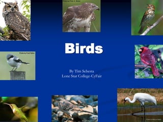 Birds
By Tim Sebesta
Lone Star College-CyFair
 