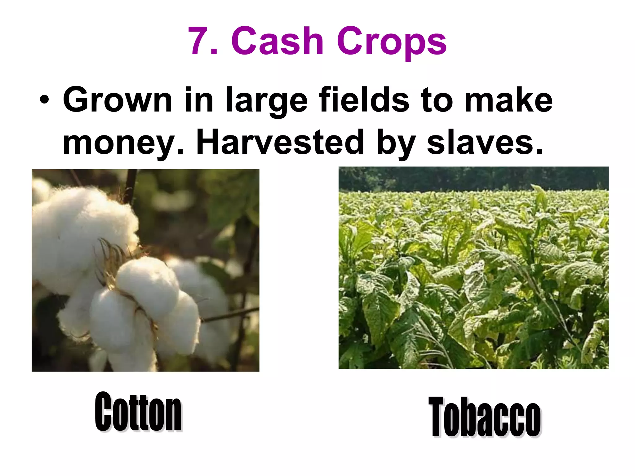 7. Cash Crops
• Grown in large fields to make
money. Harvested by slaves.
 