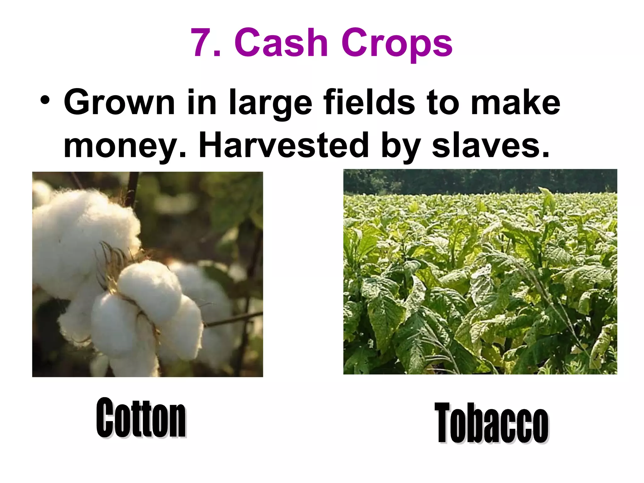 7. Cash Crops
• Grown in large fields to make
money. Harvested by slaves.
 