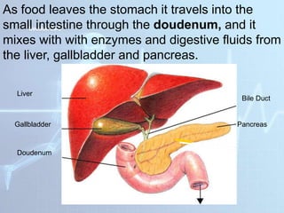 Section 38-2
As food leaves the stomach it travels into the
small intestine through the doudenum, and it
mixes with with enzymes and digestive fluids from
the liver, gallbladder and pancreas.
Liver
Gallbladder
Doudenum
Bile Duct
Pancreas
 
