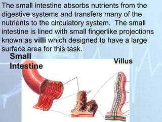 Small
Intestine
Villus
Section 38-2
The small intestine absorbs nutrients from the
digestive systems and transfers many of the
nutrients to the circulatory system. The small
intestine is lined with small fingerlike projections
known as villi which designed to have a large
surface area for this task.
 