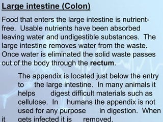 Large intestine (Colon)
Food that enters the large intestine is nutrient-
free. Usable nutrients have been absorbed
leaving water and undigestible substances. The
large intestine removes water from the waste.
Once water is eliminated the solid waste passes
out of the body through the rectum.
The appendix is located just below the entry
to the large intestine. In many animals it
helps digest difficult materials such as
cellulose. In humans the appendix is not
used for any purpose in digestion. When
it gets infected it is removed.
 