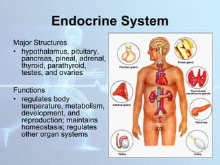 Endocrine System
Major Structures
• hypothalamus, pituitary,
pancreas, pineal, adrenal,
thyroid, parathyroid,
testes, and ovaries
Functions
• regulates body
temperature, metabolism,
development, and
reproduction; maintains
homeostasis; regulates
other organ systems
 