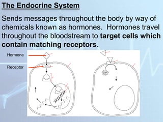 The Endocrine System
Sends messages throughout the body by way of
chemicals known as hormones. Hormones travel
throughout the bloodstream to target cells which
contain matching receptors.
Hormone
Receptor
 