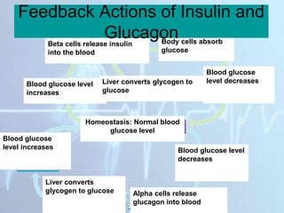 Beta cells release insulin
into the blood
Body cells absorb
glucose
Blood glucose
level decreases
Homeostasis: Normal blood
glucose level
Blood glucose level
decreases
Alpha cells release
glucagon into blood
Liver converts
glycogen to glucose
Blood glucose
level increases
Blood glucose level
increases
Liver converts glycogen to
glucose
Feedback Actions of Insulin and
Glucagon
 