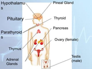Hypothalamu
s
Pituitary
Parathyroid
s
Thymus
Adrenal
Glands
Pineal Gland
Thyroid
Pancreas
Ovary (female)
Testis
(male)
 