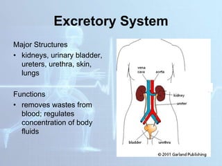 Excretory System
Major Structures
• kidneys, urinary bladder,
ureters, urethra, skin,
lungs
Functions
• removes wastes from
blood; regulates
concentration of body
fluids
 