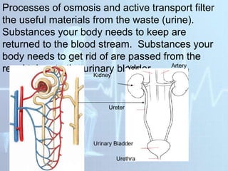 Processes of osmosis and active transport filter
the useful materials from the waste (urine).
Substances your body needs to keep are
returned to the blood stream. Substances your
body needs to get rid of are passed from the
renal tubes to the urinary bladder.
Kidney
Urinary Bladder
Ureter
Urethra
Vein Artery
 