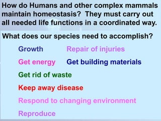 How do Humans and other complex mammals
maintain homeostasis? They must carry out
all needed life functions in a coordinated way.
What does our species need to accomplish?
Growth Repair of injuries
Get energy Get building materials
Get rid of waste
Keep away disease
Respond to changing environment
Reproduce
 