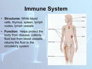 Immune System
• Structures: White blood
cells, thymus, spleen, lymph
nodes, lymph vessels
• Function: Helps protect the
body from disease; collects
fluid lost from blood vessels;
returns the fluid to the
circulatory system
 