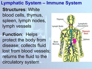 Lymphatic System – Immune System
Structures: White
blood cells, thymus,
spleen, lymph nodes,
lymph vessels
Function: Helps
protect the body from
disease; collects fluid
lost from blood vessels;
returns the fluid to the
circulatory system
 