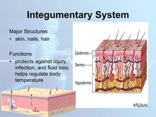 Integumentary System
Major Structures
• skin, nails, hair
Functions
• protects against injury,
infection, and fluid loss;
helps regulate body
temperature
 