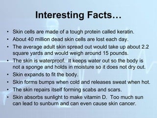 Interesting Facts…
• Skin cells are made of a tough protein called keratin.
• About 40 million dead skin cells are lost each day.
• The average adult skin spread out would take up about 2.2
square yards and would weigh around 15 pounds.
• The skin is waterproof. It keeps water out so the body is
not a sponge and holds in moisture so it does not dry out.
• Skin expands to fit the body.
• Skin forms bumps when cold and releases sweat when hot.
• The skin repairs itself forming scabs and scars.
• Skin absorbs sunlight to make vitamin D. Too much sun
can lead to sunburn and can even cause skin cancer.
 