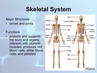 Skeletal System
Major Structures
• bones and joints
Functions
• protects and supports
the body and organs;
interacts with skeletal
muscles; produces red
blood cells, white blood
cells, and platelets
 