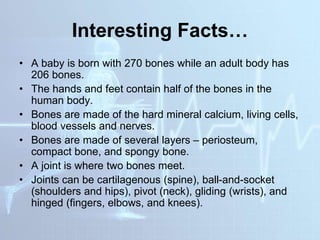 Interesting Facts…
• A baby is born with 270 bones while an adult body has
206 bones.
• The hands and feet contain half of the bones in the
human body.
• Bones are made of the hard mineral calcium, living cells,
blood vessels and nerves.
• Bones are made of several layers – periosteum,
compact bone, and spongy bone.
• A joint is where two bones meet.
• Joints can be cartilagenous (spine), ball-and-socket
(shoulders and hips), pivot (neck), gliding (wrists), and
hinged (fingers, elbows, and knees).
 
