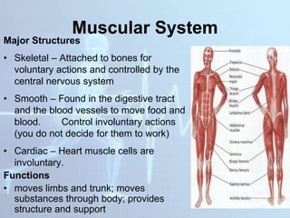 Muscular System
Major Structures
• Skeletal – Attached to bones for
voluntary actions and controlled by the
central nervous system
• Smooth – Found in the digestive tract
and the blood vessels to move food and
blood. Control involuntary actions
(you do not decide for them to work)
• Cardiac – Heart muscle cells are
involuntary.
Functions
• moves limbs and trunk; moves
substances through body; provides
structure and support
 