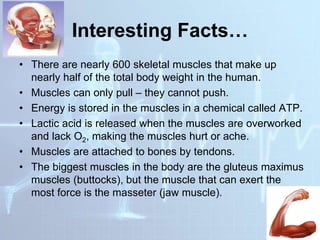 Interesting Facts…
• There are nearly 600 skeletal muscles that make up
nearly half of the total body weight in the human.
• Muscles can only pull – they cannot push.
• Energy is stored in the muscles in a chemical called ATP.
• Lactic acid is released when the muscles are overworked
and lack O2, making the muscles hurt or ache.
• Muscles are attached to bones by tendons.
• The biggest muscles in the body are the gluteus maximus
muscles (buttocks), but the muscle that can exert the
most force is the masseter (jaw muscle).
 