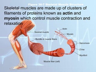 Figure 36-7 Skeletal Muscle Structure
Section 36-2
Skeletal muscles are made up of clusters of
filaments of proteins known as actin and
myosin which control muscle contraction and
relaxation
 