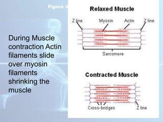 Figure 36-8 Muscle Contraction
During Muscle
contraction Actin
filaments slide
over myosin
filaments
shrinking the
muscle
 