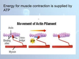 Energy for muscle contraction is supplied by
ATP
 