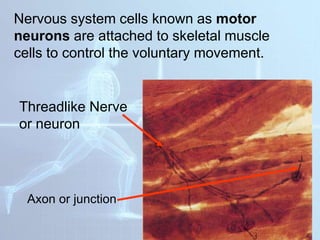 Nervous system cells known as motor
neurons are attached to skeletal muscle
cells to control the voluntary movement.
Threadlike Nerve
or neuron
Axon or junction
 