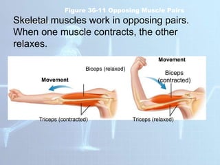 Movement
Movement
Biceps (relaxed)
Triceps (contracted)
Biceps
(contracted)
Triceps (relaxed)
Figure 36-11 Opposing Muscle Pairs
Section 36-2
Skeletal muscles work in opposing pairs.
When one muscle contracts, the other
relaxes.
 